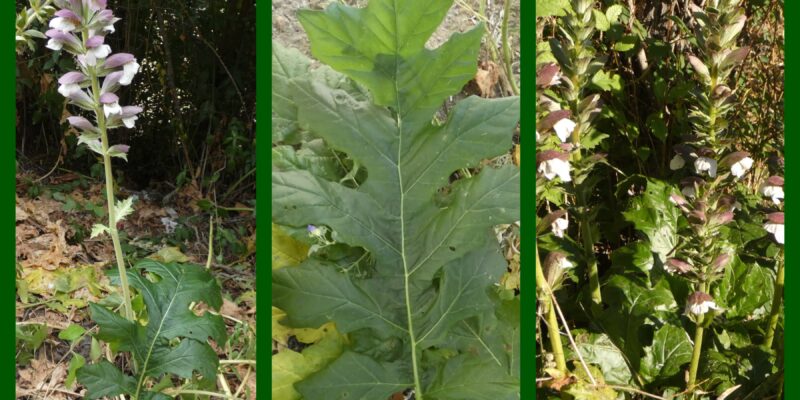 Collage Acanthus Mollis